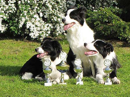 border collie